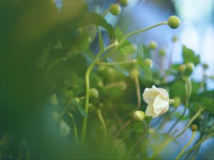 mimi・9月の切り花〜秋明菊【花と暮らす】