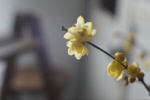 tocolier mimi・香りで呼び込む、春。【花と暮らす】
